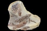 7" Fossil Fish (Gosiutichthys) Mortality Plate - Lake Gosiute - #130000-1